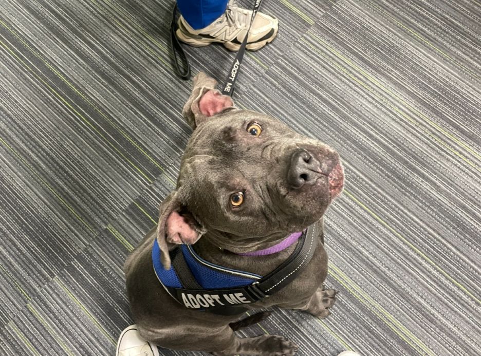 Meet Sausage, a gray, 4-year-old mixed dog available for adoption at Marion County Animal Services.