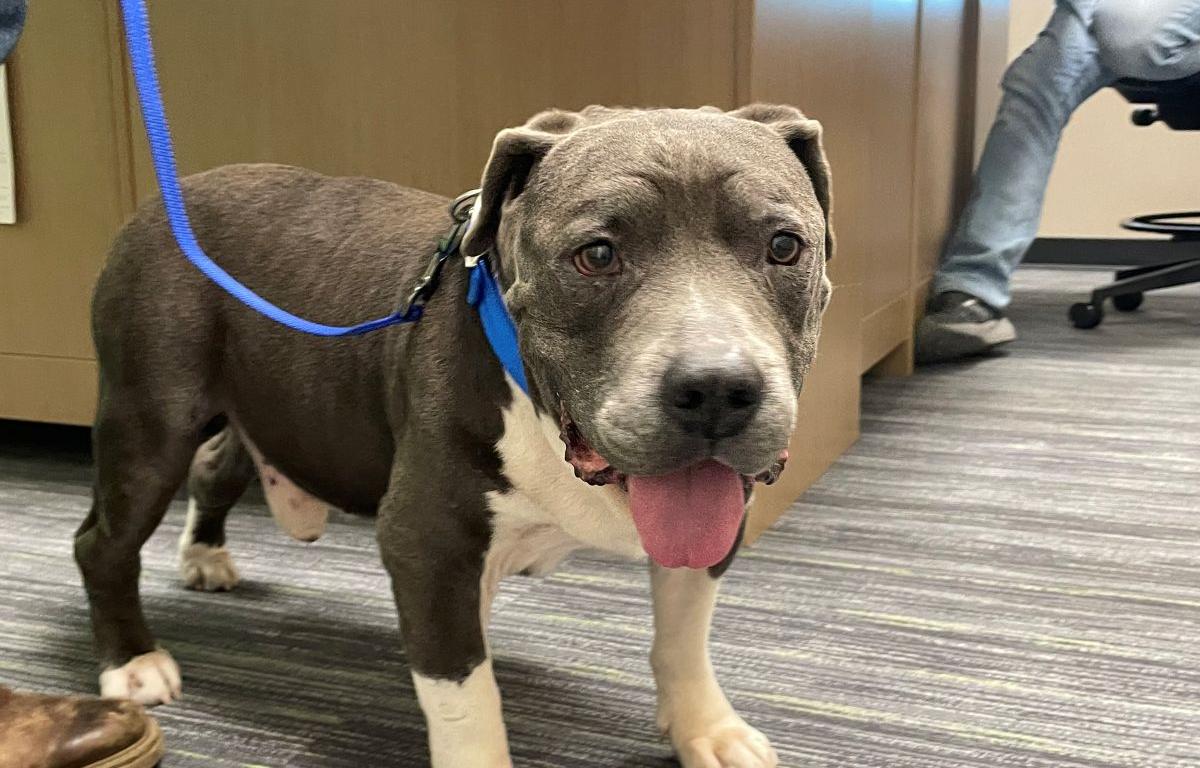 adoptable dog Blake from Humane Society of Marion County