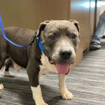 adoptable dog Blake from Humane Society of Marion County