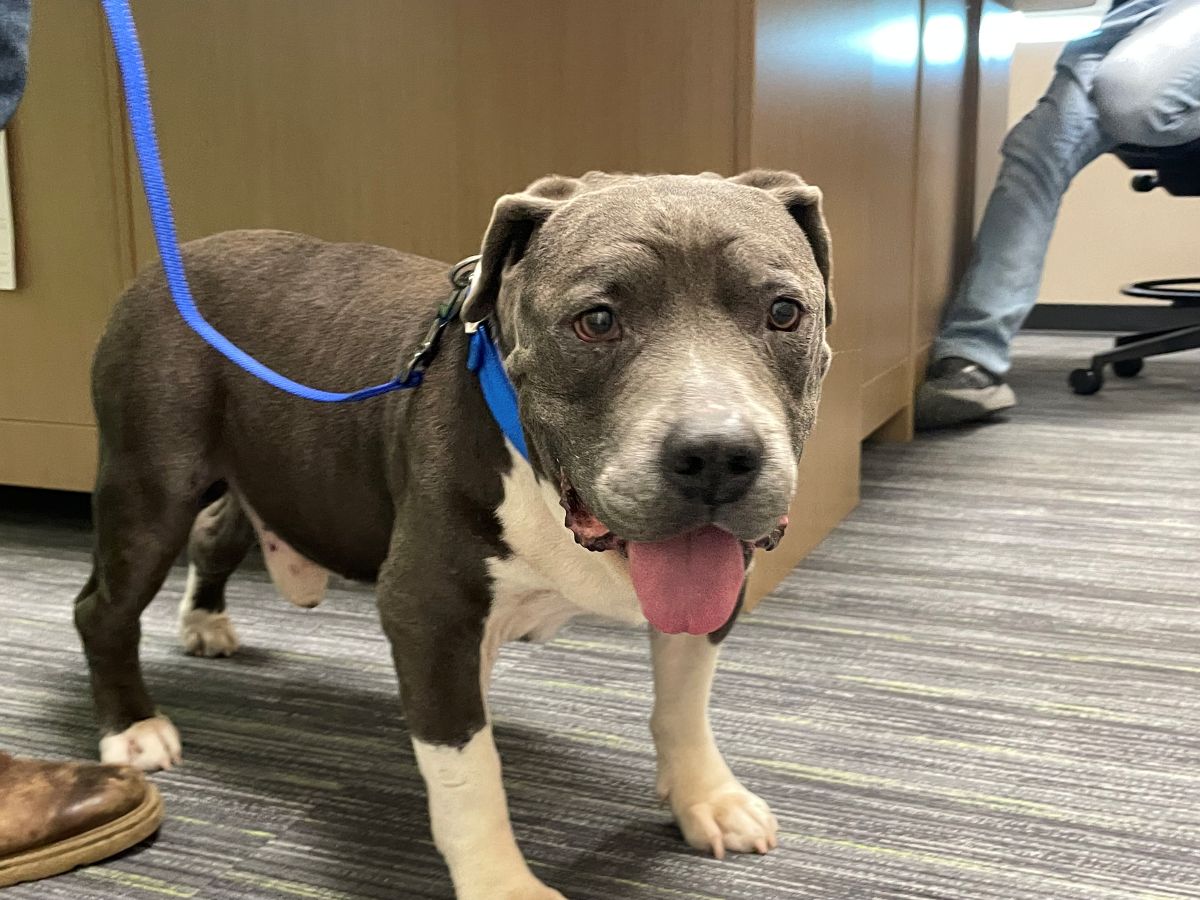 adoptable dog Blake from Humane Society of Marion County