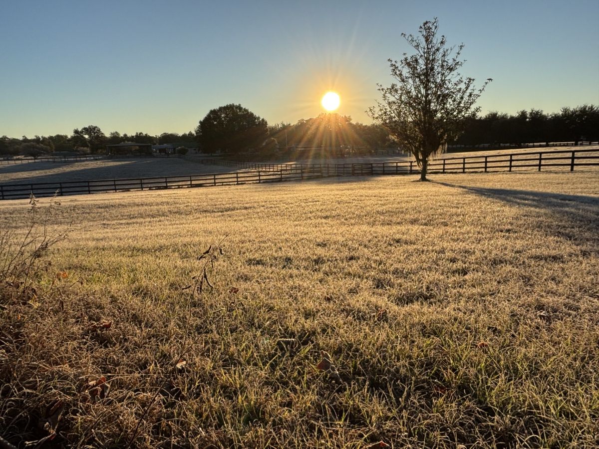 sunrise over a field of frosty grass in marion county florida