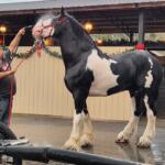 grandview clydesdales breeding ocala florida