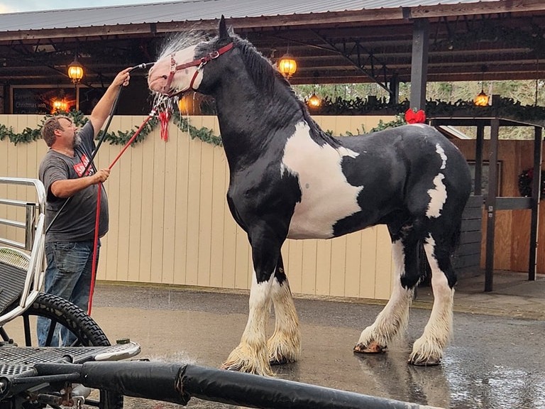 grandview clydesdales breeding ocala florida