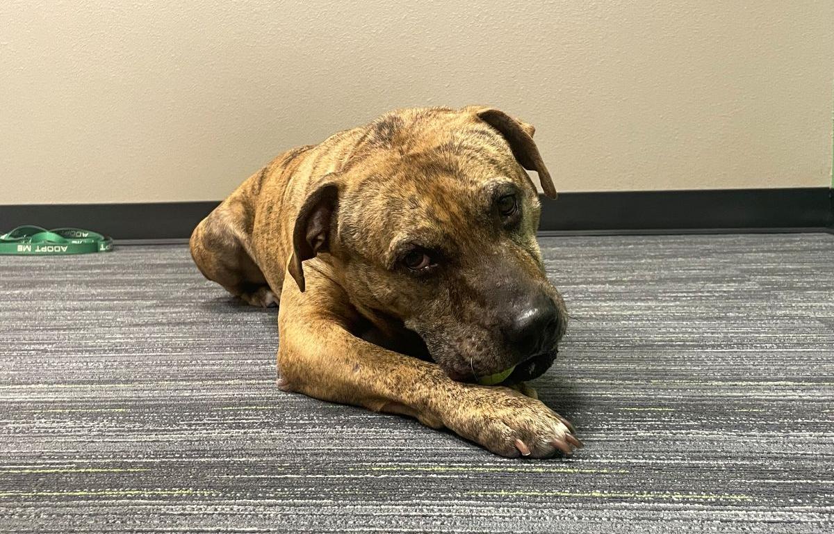 adoptable pit bull mix dog named Orion