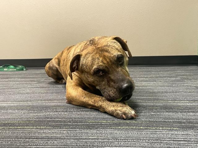 adoptable pit bull mix dog named Orion