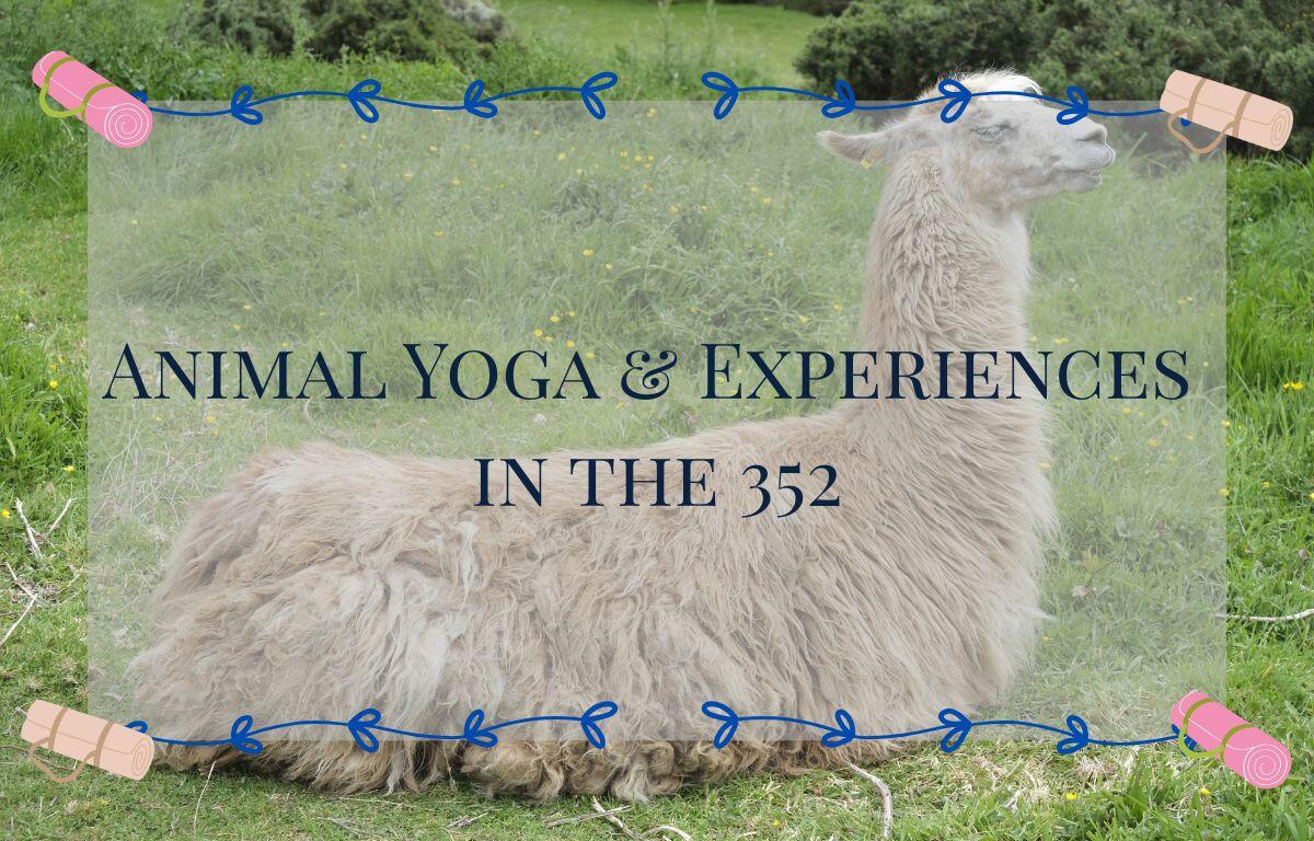 A colored photo of a llama sitting with the words, "Animal Yoga & Experiences in the 352" in the foreground.