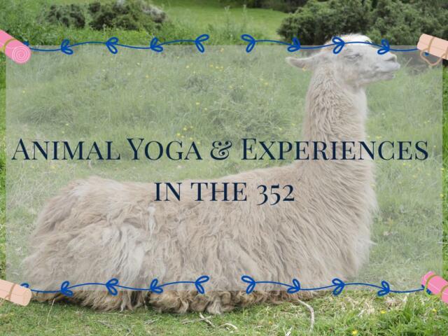 A colored photo of a llama sitting with the words, "Animal Yoga & Experiences in the 352" in the foreground.