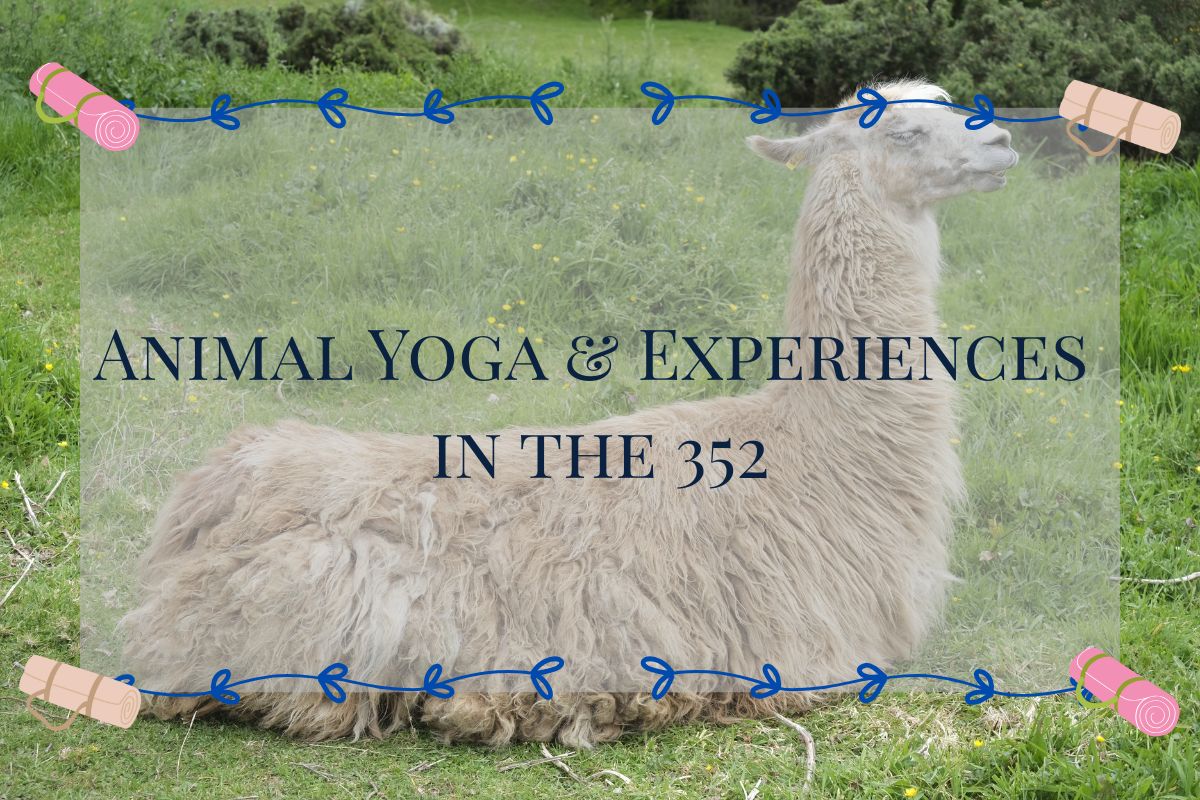 A colored photo of a llama sitting with the words, "Animal Yoga & Experiences in the 352" in the foreground.