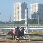 Tall buildings, cranes, palms, turf and tapeta courses in the background, with horses racing over a dirt racetrack in front of a sizable finish line marker.
