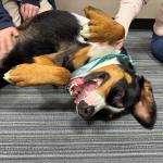 Meet Hershey's Kisses an almost 4-year-old Swiss Mountain dog available for adoption at the Humane Society of Marion County.