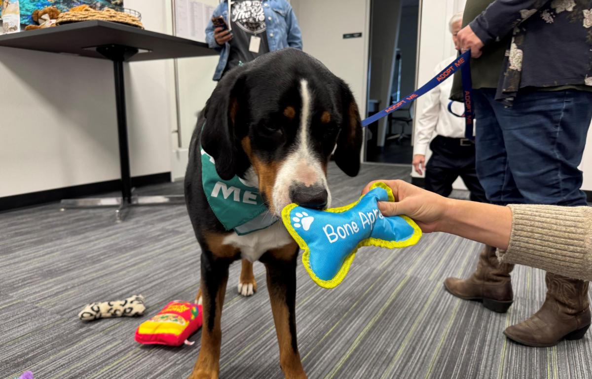 Meet Hershey's Kisses an almost 4-year-old Swiss Mountain dog available for adoption at the Humane Society of Marion County.