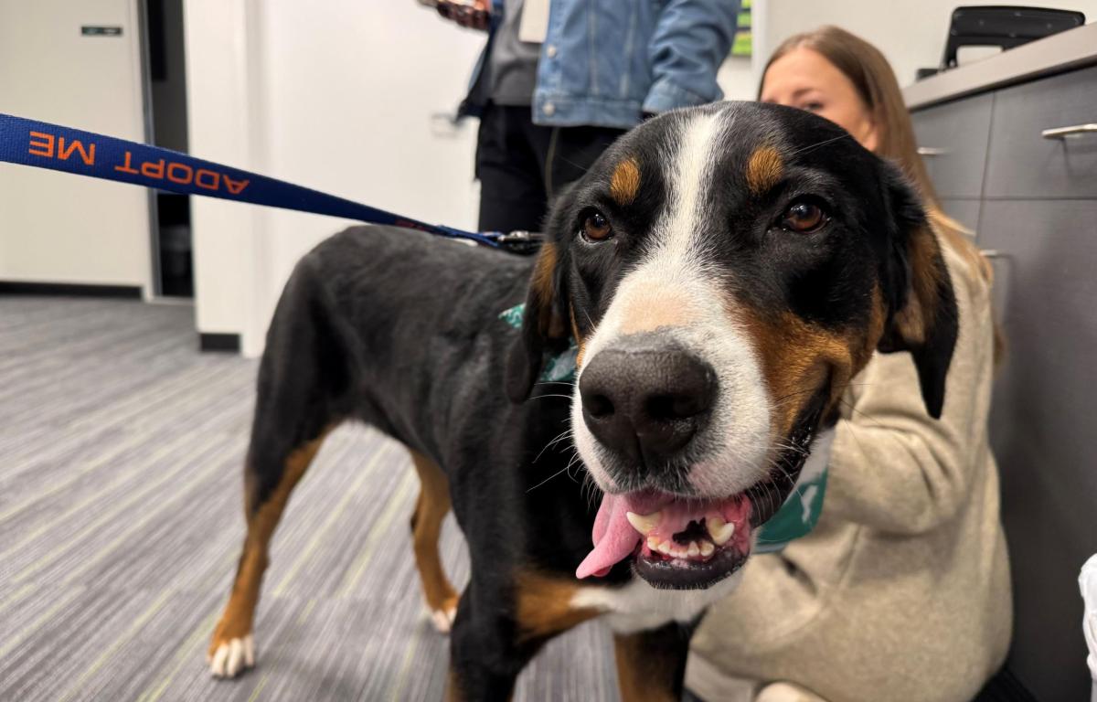 Meet Hershey's Kisses an almost 4-year-old Swiss Mountain dog available for adoption at the Humane Society of Marion County.