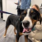 Meet Hershey's Kisses an almost 4-year-old Swiss Mountain dog available for adoption at the Humane Society of Marion County.