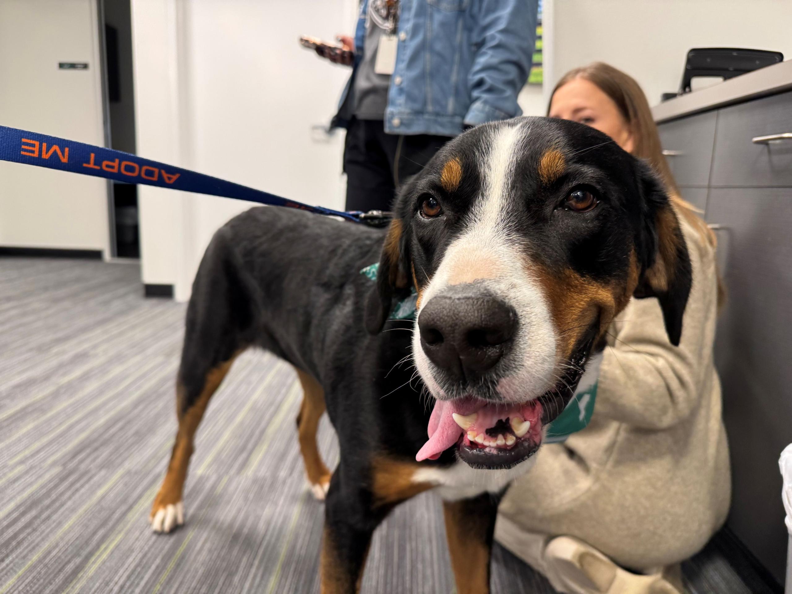 Meet Hershey's Kisses an almost 4-year-old Swiss Mountain dog available for adoption at the Humane Society of Marion County.