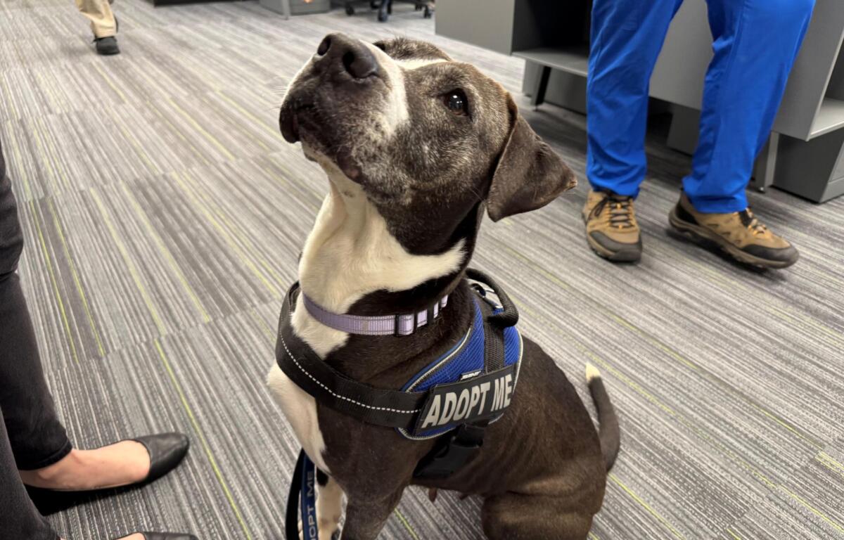 Meet Nancy, a 10-year-old gray and white dog waiting for her forever home at Maion County Animal Services.