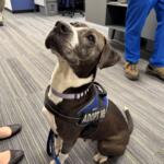 Meet Nancy, a 10-year-old gray and white dog waiting for her forever home at Maion County Animal Services.
