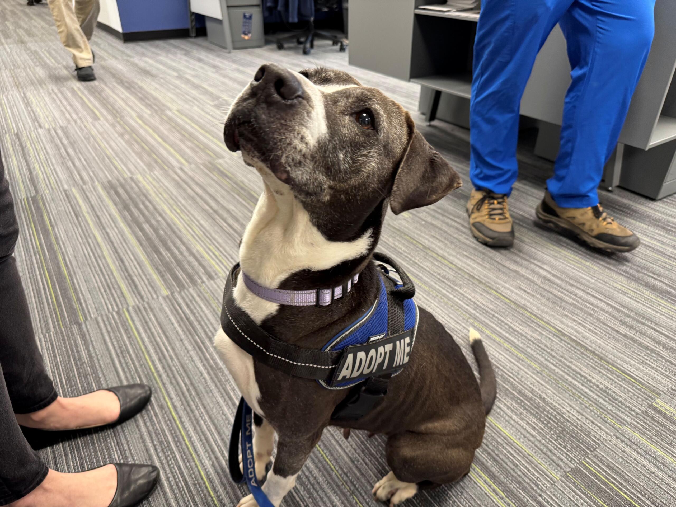 Meet Nancy, a 10-year-old gray and white dog waiting for her forever home at Maion County Animal Services.