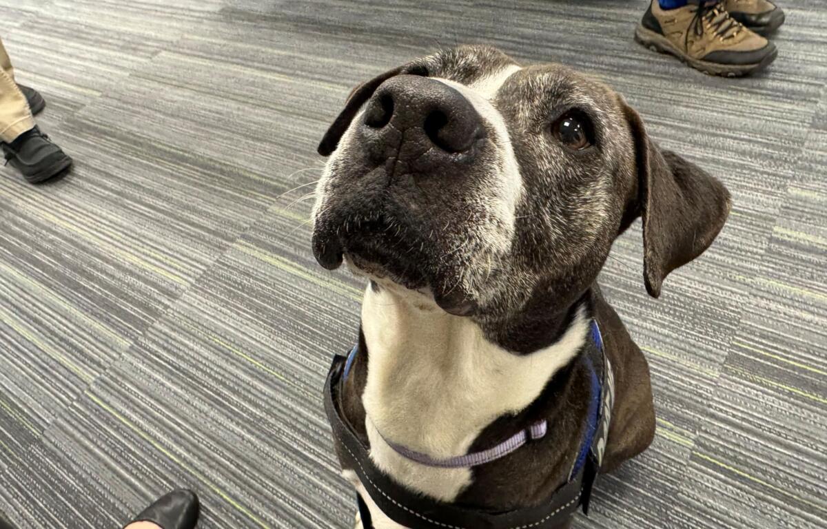 Meet Nancy, a 10-year-old gray and white dog waiting for her forever home at Maion County Animal Services.