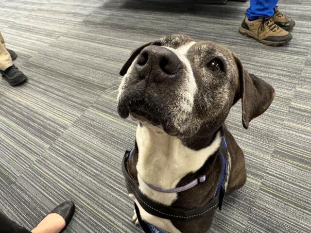 Meet Nancy, a 10-year-old gray and white dog waiting for her forever home at Maion County Animal Services.