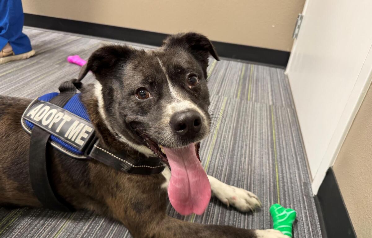 Meet Naomi a 5-year-old Border Collie mix available for adoption at Marion County Animal Services.