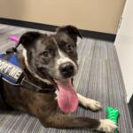 Meet Naomi a 5-year-old Border Collie mix available for adoption at Marion County Animal Services.