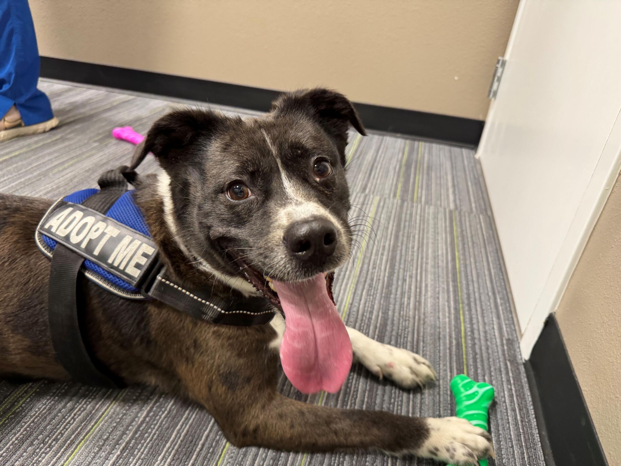 Meet Naomi a 5-year-old Border Collie mix available for adoption at Marion County Animal Services.