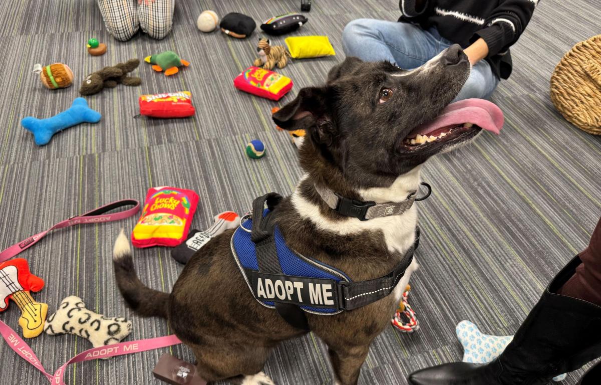 Meet Naomi a 5-year-old Border Collie mix available for adoption at Marion County Animal Services.