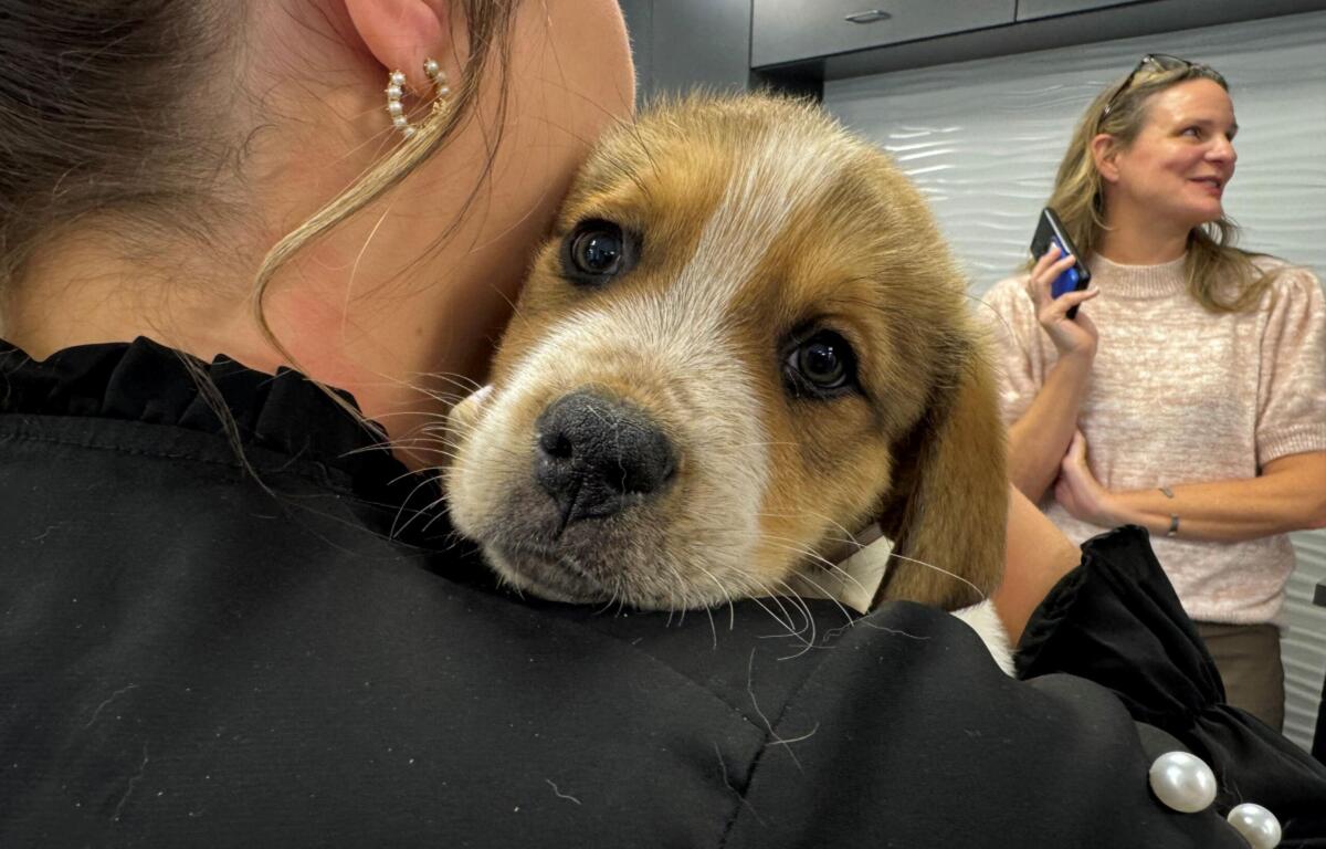 Meet Roxas a 8 week old puppy at the Humane Society of Marion County.