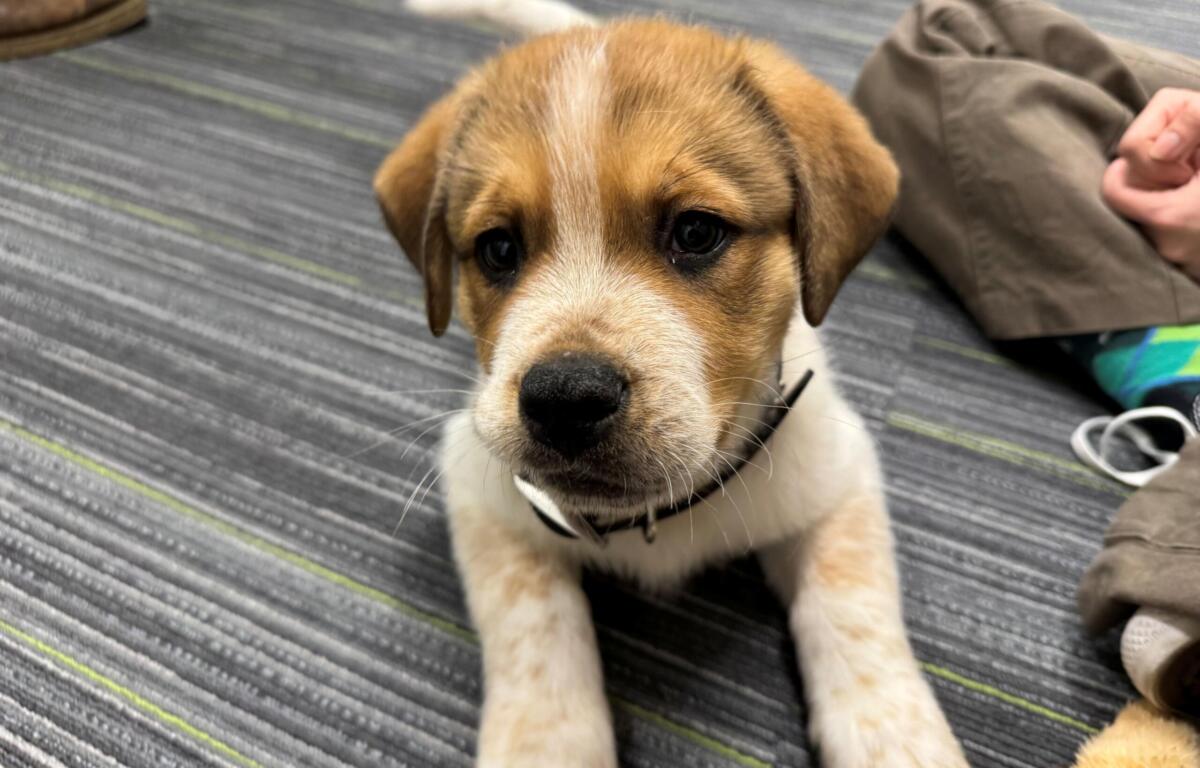 Meet Roxas a 8 week old puppy at the Humane Society of Marion County.