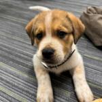 Meet Roxas a 8 week old puppy at the Humane Society of Marion County.