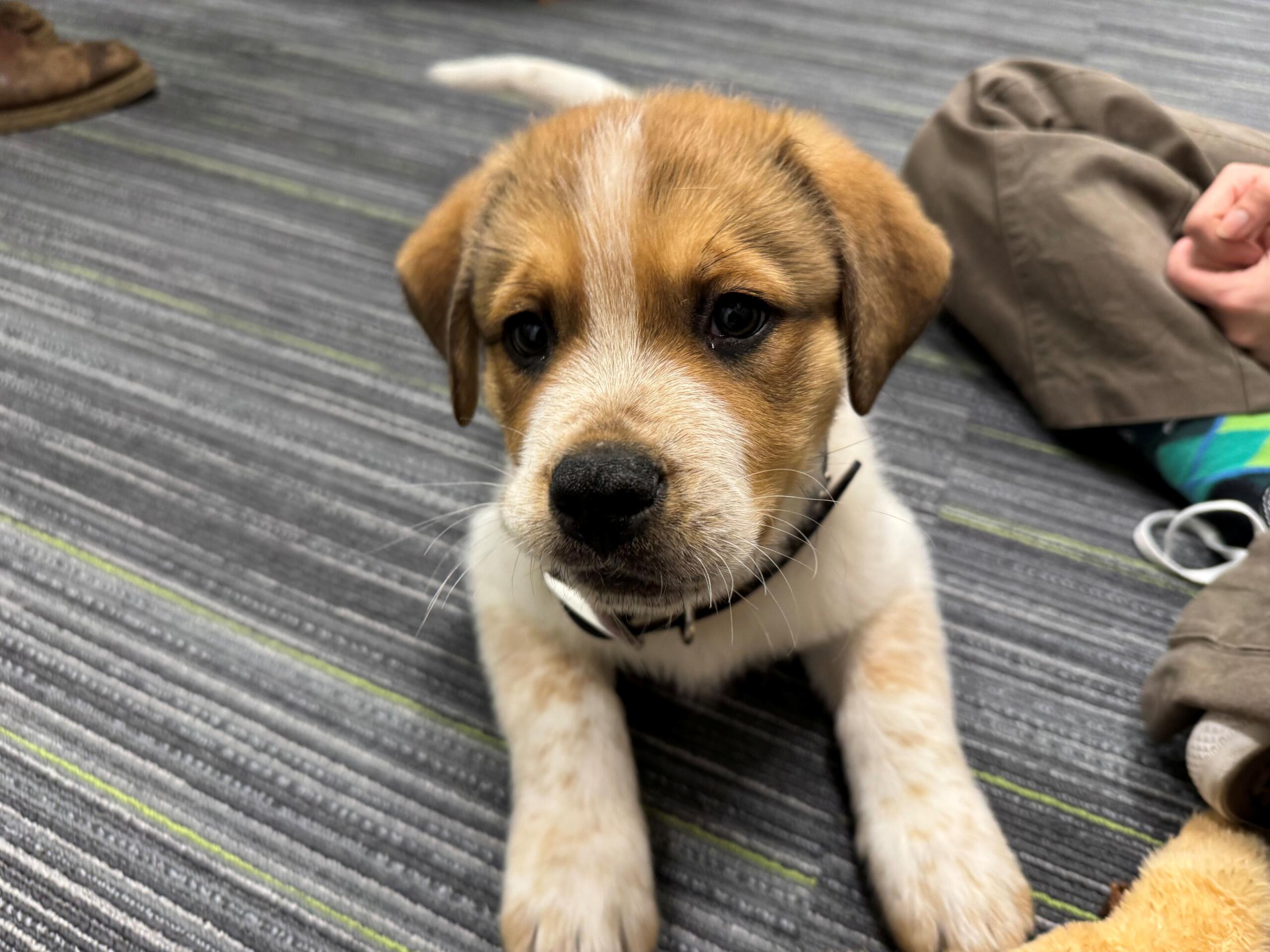 Meet Roxas a 8 week old puppy at the Humane Society of Marion County.