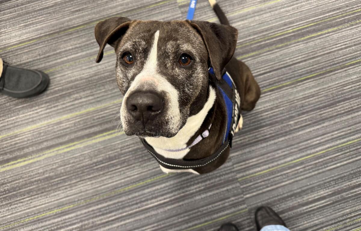 Meet Nancy, a 10-year-old gray and white dog waiting for her forever home at Maion County Animal Services.