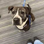 Meet Nancy, a 10-year-old gray and white dog waiting for her forever home at Maion County Animal Services.