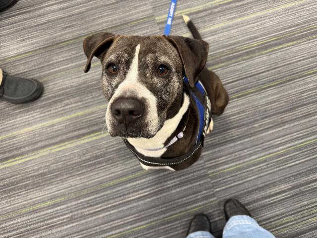 Meet Nancy, a 10-year-old gray and white dog waiting for her forever home at Maion County Animal Services.