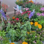 Colorful garden display with blooming flowers and decorative outdoor items arranged on a table.