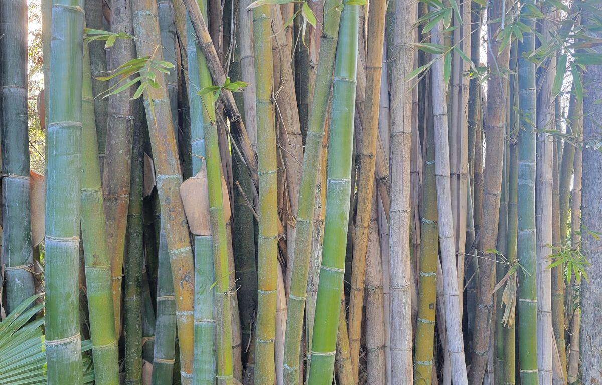 Green stalks of bamboo.