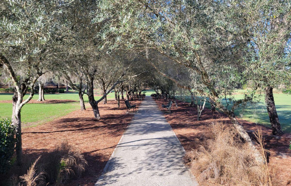 A linear grove of olive trees with a concrete pathway.