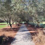 A linear grove of olive trees with a concrete pathway.