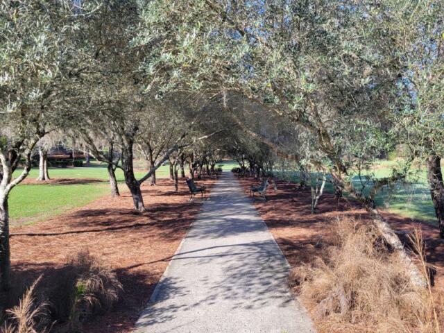 A linear grove of olive trees with a concrete pathway.