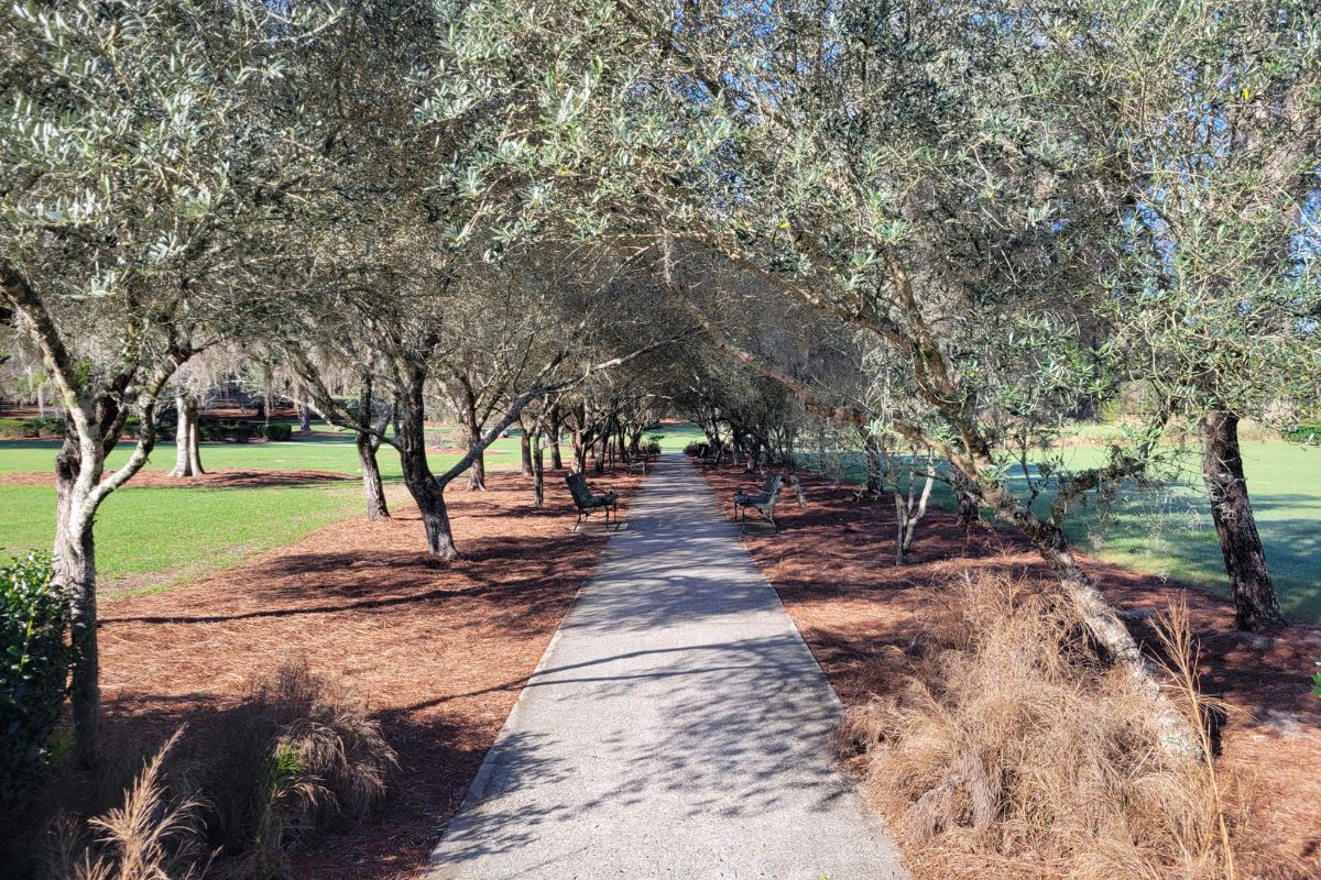 A linear grove of olive trees with a concrete pathway.