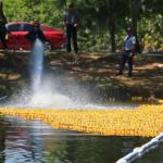 Hundreds of rubber ducks float along a river path marked by a white floating device. A firefighter sprays a strong hose to move them.