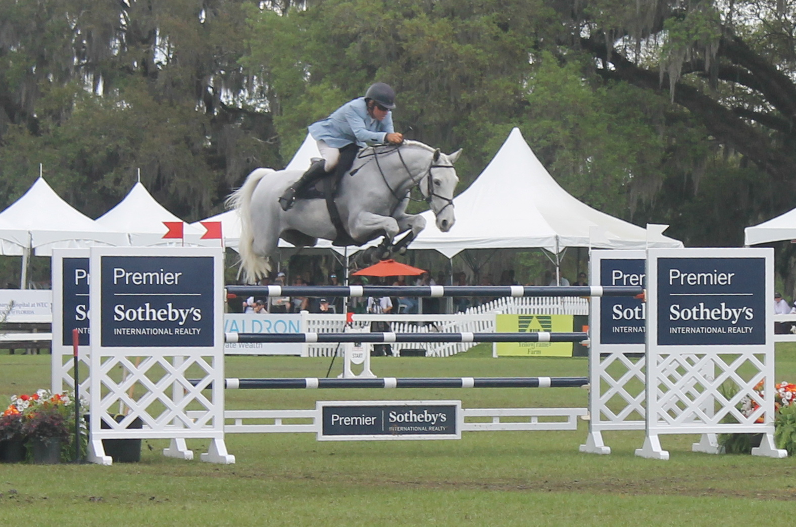 To the left a pot of flowers next to a standard, with a gray horse and rider in a light blue blazer jumping a vertical, with tents and live oak trees with Spanish moss hanging from them in the background.