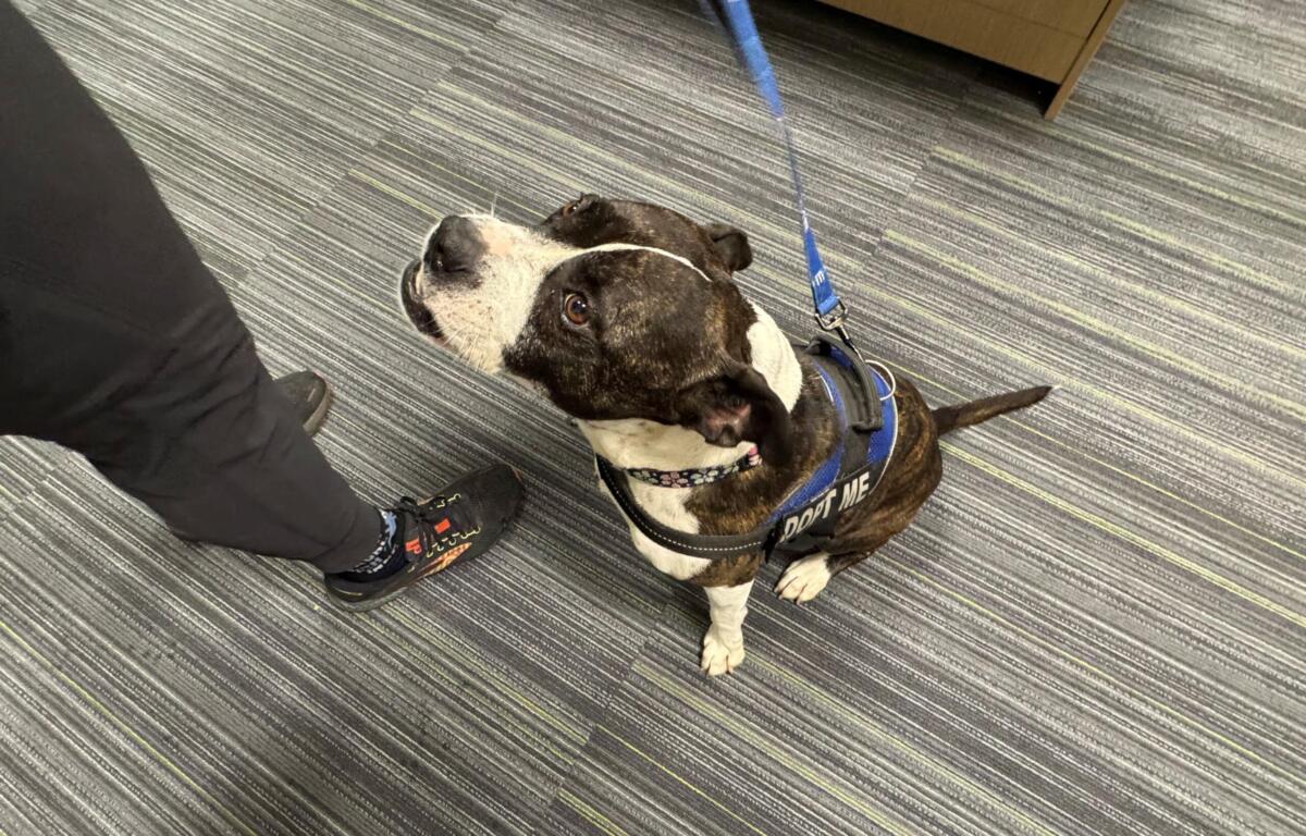 Meet Cali, a 5-year-old large Boston Terrier available for adoption at Marion County Animal Services.