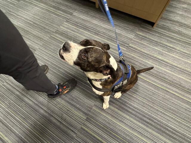 Meet Cali, a 5-year-old large Boston Terrier available for adoption at Marion County Animal Services.