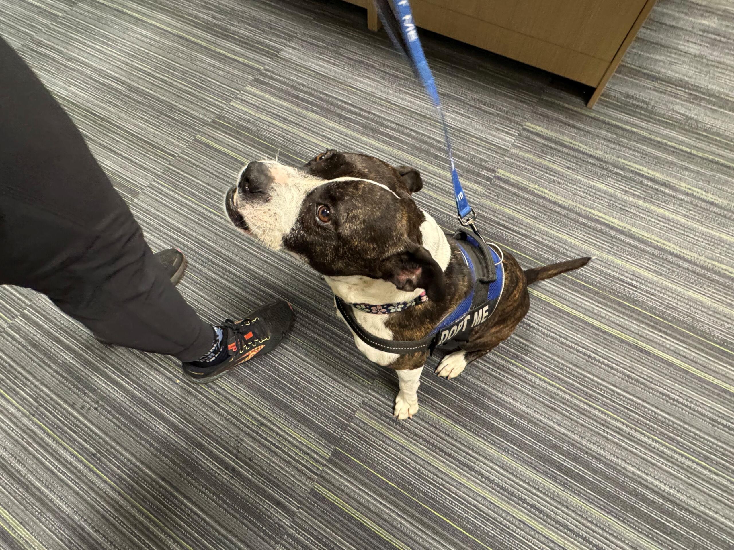 Meet Cali, a 5-year-old large Boston Terrier available for adoption at Marion County Animal Services.