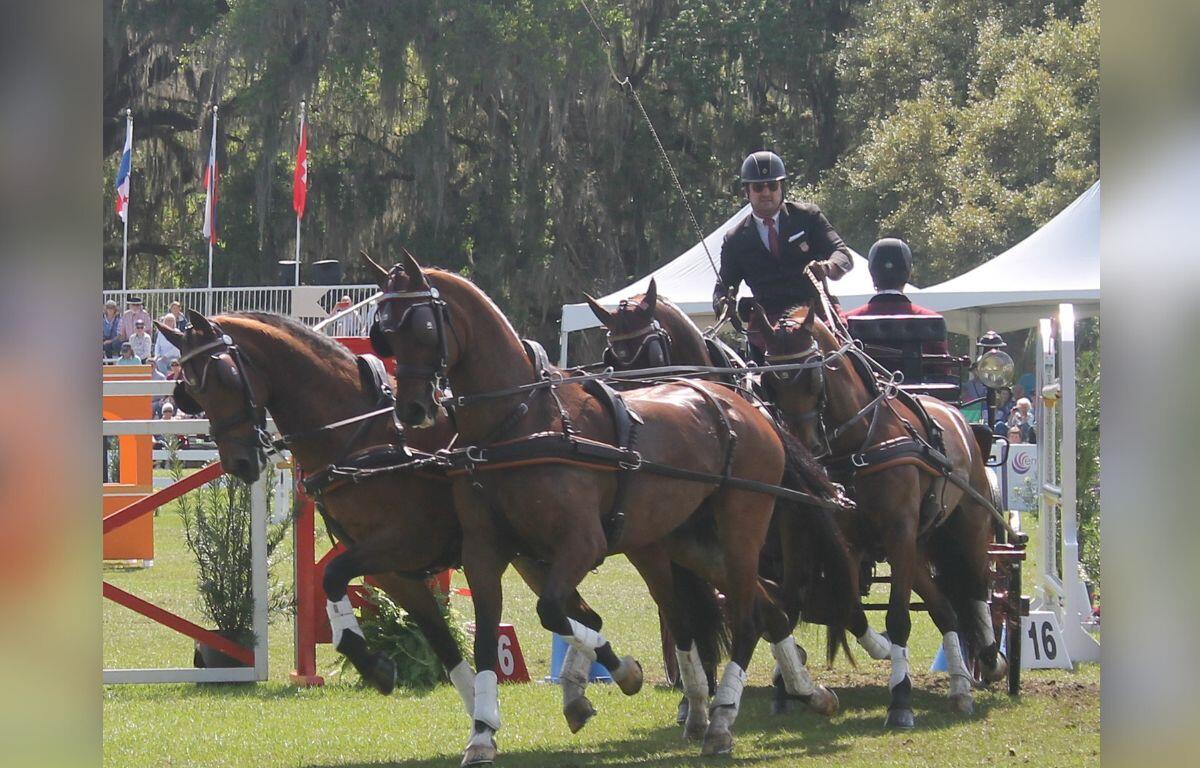 A jumping effort with flags to the left on the, a team of four horses with a driver holding in carriage seat, with navigators on the back, with live oak's with Spanish moss and tents in the background.