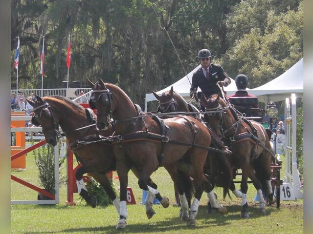 A jumping effort with flags to the left on the, a team of four horses with a driver holding in carriage seat, with navigators on the back, with live oak's with Spanish moss and tents in the background.