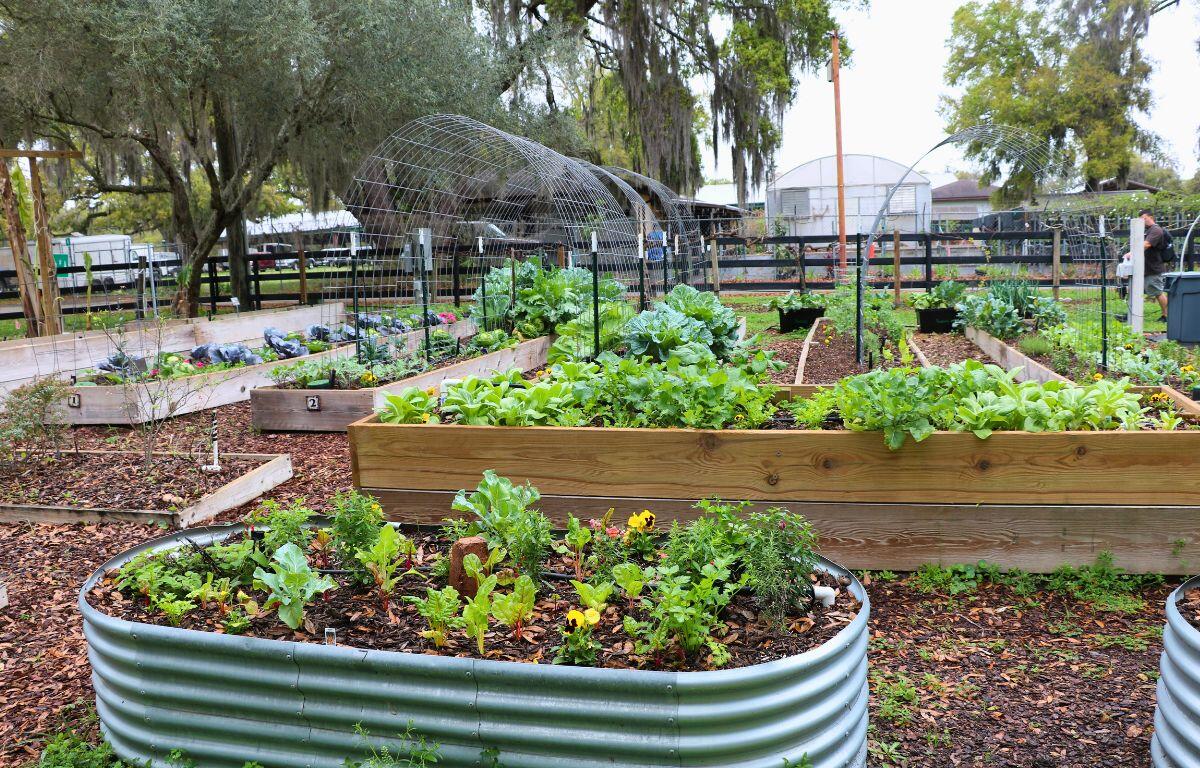 A garden features metal tubs and wooden plant holders in a large area with green vegetation surround the area.