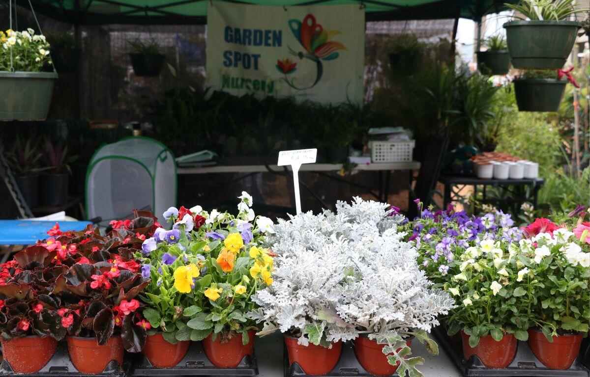 Potted flowers stand on a table with the sun shining on them. Behind them, under a canopy, more plants hang and are placed on another table in the background. A white sign hangs above them reading, "Garden Spot Nursery."
