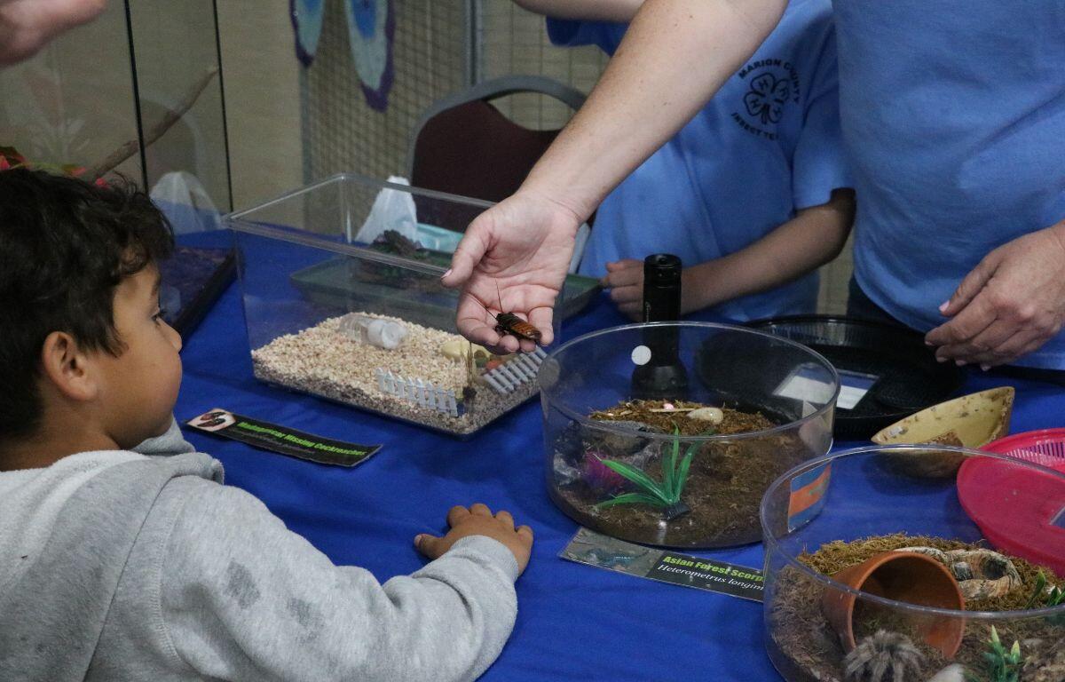 A woman holds a bug toward a child with multiple insect containers on a table below. The child watches the bug, leaning on the table.